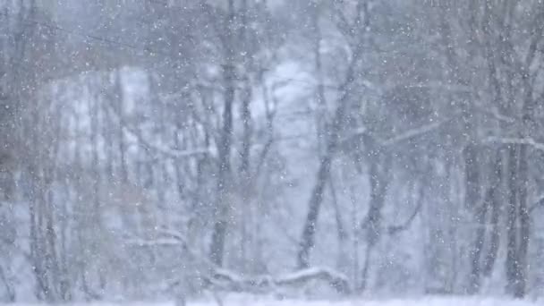 Dansen av fallande snöflingor i slow motion, ett otroligt naturfenomen som kan observeras på vintern. — Stockvideo