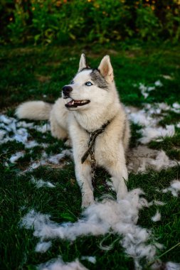 Husky ve kürkü, yıllık köpek dökümü, kürk değişimi, sokaktaki köpek. 2020