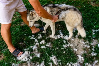 Adam köpeğe bakar, tarar ve eski kürkü alır. Bakımcı 2021 'de Sibirya kabuğundan eski yünleri alıyor..