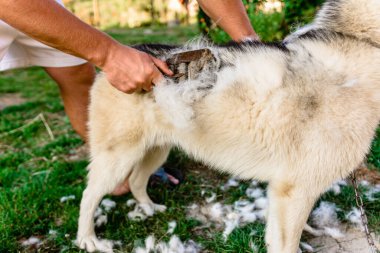 Sibirya Husky 'si, köpeğine bakan bir adam, çevrenin yakınında bir köpek. 2020