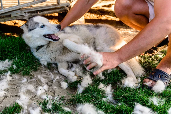 Shedding a dog, the owner of the dog helps him, takes away and combs the hair, everywhere a lot of hair from the dog. 2021
