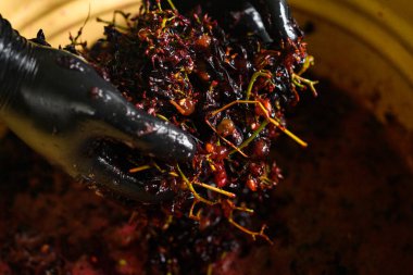 Evde şarap yapmak, elle üzüm suyu sıkmak, doğal fermantasyon süreci. yeni