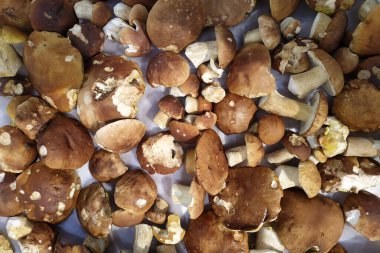 Beyaz mantarlar, diyet ve lezzetli beyaz mantarlar, mevsimlik yenebilir yabani mantarlar ormanda toplanır. Yeni