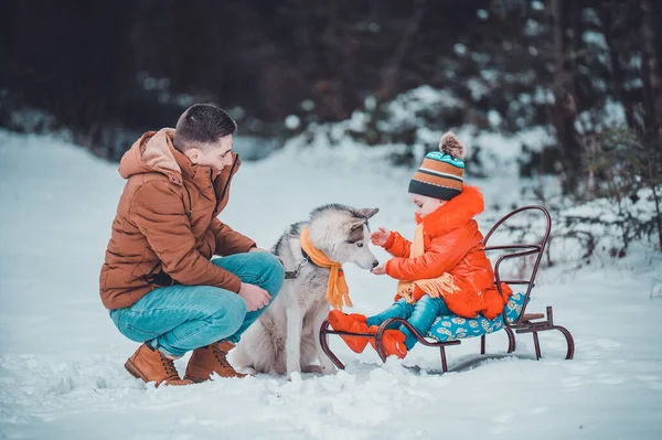 Husky in the woods with the owner and his daughter, a sleigh ride through the woods, fun husky games.new