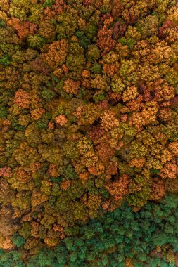 Sonbahar yaprak döken orman kuş bakışı, sonbahar ormanda yürüyüş. yeni