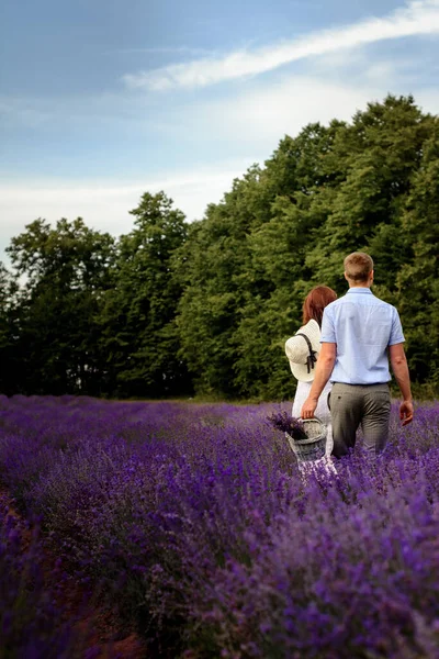 Duftender Lavendel Ein Lavendelfeld Ein Spaziergang Eines Glücklichen Paares Das — Stockfoto