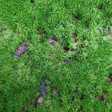 Yosun daha yüksek vasküler bir spor bitkisidir, çok fazla nem gerektiren daimi bir bitkidir. görüntüle