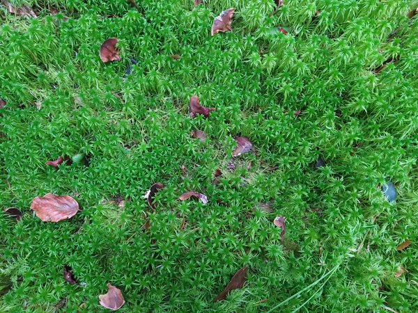 モスは より高い血管スポーツ植物であり 水分をたくさん必要とする多年生植物です — ストック写真