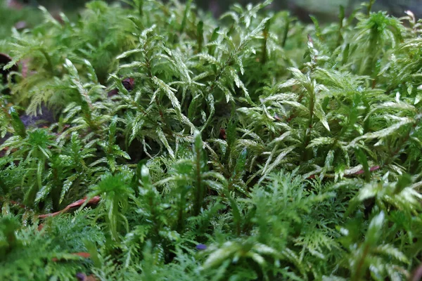 苔藓是一种较高的维管孢子植物 一种需要大量水分的多年生植物 — 图库照片