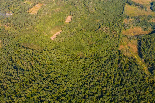 Знищення Лісів Широкомасштабне Знищення Лісів Руйнування Навколишнього Середовища Погіршення Навколишнього — стокове фото