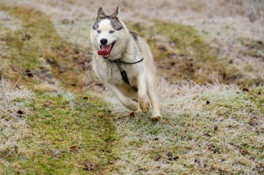 Sibirya Husky cinsinin köpeğini gezdirirken ormanda, sonbaharda çimlerin üzerinde sabah dondurması sürerken. yeni