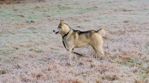 Husky Chodit Běhat Podzimním Lese Volný Šťastný Mazlíček Nový — Stock fotografie
