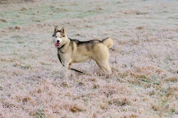 Husky Chodzić Biegać Jesiennym Lesie Wolny Szczęśliwy Zwierzak Nowe — Zdjęcie stockowe