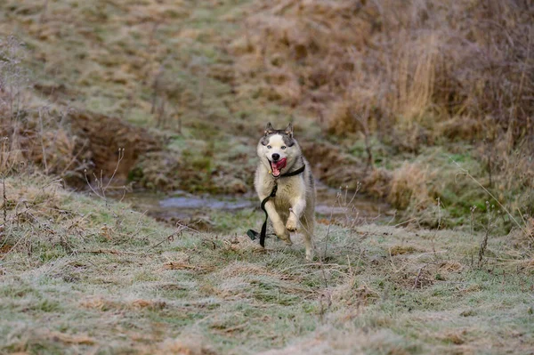 Husky Andar Correr Floresta Outono Animal Estimação Livre Feliz Novo — Fotografia de Stock