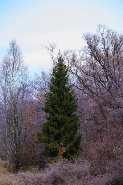 Floresta Toda Beleza Geada Manhã Início Inverno Geadas Outono Grama — Fotografia de Stock