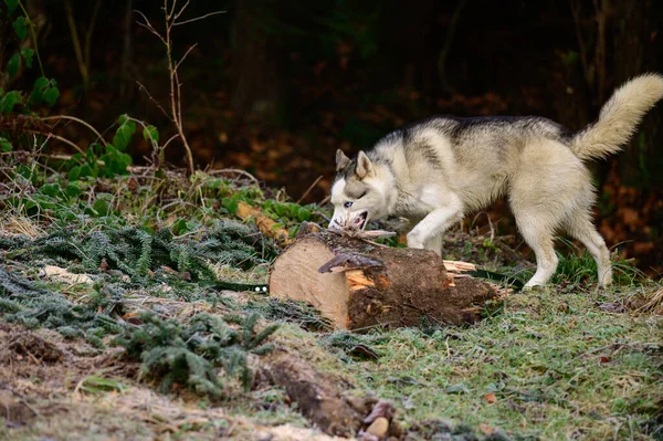 Husky Passeggiata Jogging Nella Foresta Autunnale Animale Domestico Libero Felice — Foto Stock