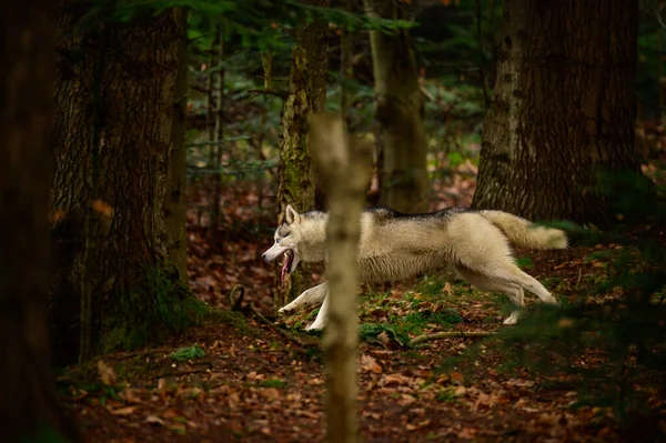 Ευτυχισμένος Husky Τρέχει Μέσα Από Φθινόπωρο Δάσος Τζόκινγκ Σκυλί Στο — Φωτογραφία Αρχείου