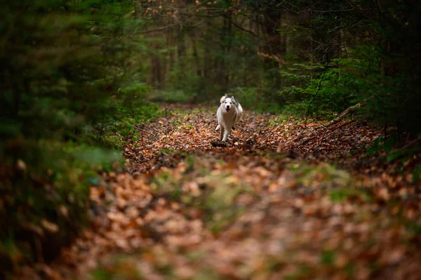 Feliz Husky Correndo Pela Floresta Outono Correndo Cão Floresta Predador — Fotografia de Stock