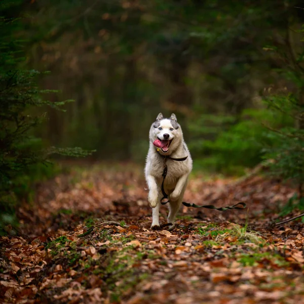 Husky Kocog Erdőben Portré Egy Husky Őszi Erdőben Boldog Kisállat — Stock Fotó