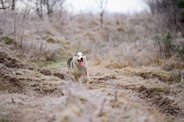 Χάσκι Τζόκινγκ Πρωινά Παγάκια Στο Γρασίδι Βόλτα Σκύλο Νέα — Φωτογραφία Αρχείου