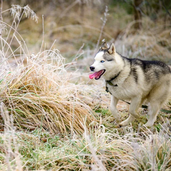 Egy Séta Reggeli Erdőben Füvet Homokfagy Borítja Téli Fagyok Huskies — Stock Fotó