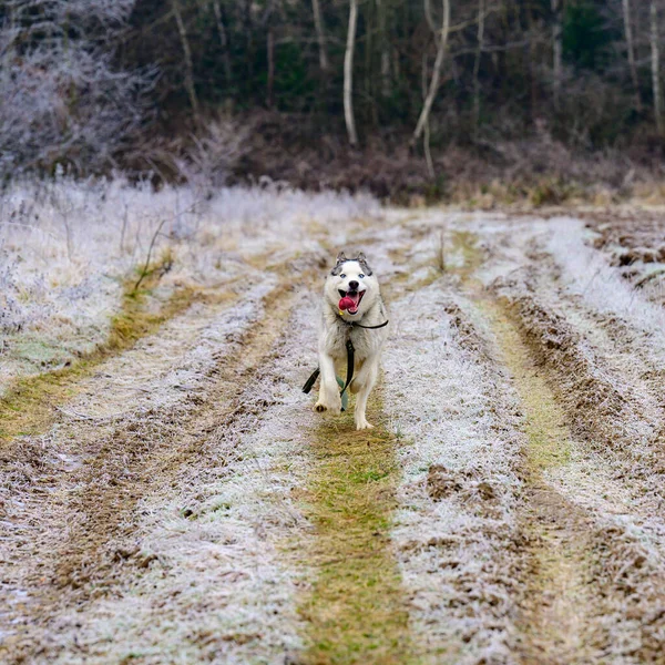 Ιππασία Σκυλί Της Σιβηρίας Husky Φυλή Στο Δάσος Μια Βόλτα — Φωτογραφία Αρχείου