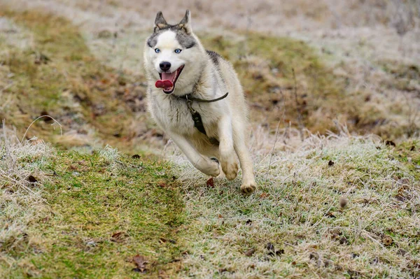 Ιππασία Σκυλί Της Σιβηρίας Husky Φυλή Στο Δάσος Μια Βόλτα — Φωτογραφία Αρχείου