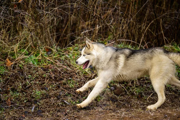 Ujeżdżanie Psa Rasy Syberyjskiej Husky Lesie Spacerze Poranne Przymrozki Trawie — Zdjęcie stockowe