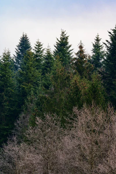 The majesty of the silent evergreen forest, spruce and pine forest during frost, a natural winter phenomenon. new