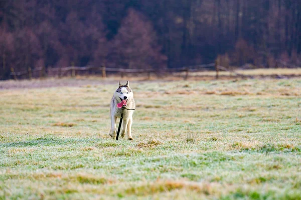 Montando Cão Raça Husky Siberiana Nas Florestas Passeio Geadas Matinais — Fotografia de Stock