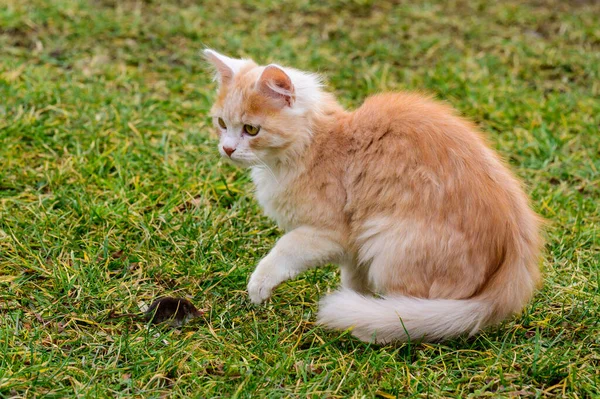 Gato Rojo Cogió Topo Gato Jugando Con Topo Hierba Campo — Foto de Stock