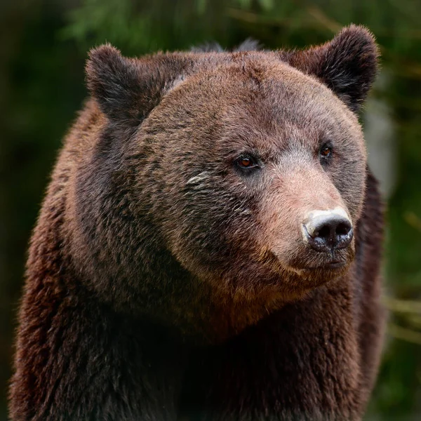 Barna Medvék Vadonban Egy Nagy Emlős Hibernáció Után Egy Ragadozó — Stock Fotó