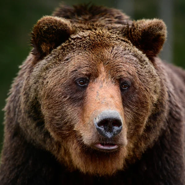 Osos Pardos Naturaleza Gran Mamífero Después Hibernación Depredador Bosque Salvaje —  Fotos de Stock