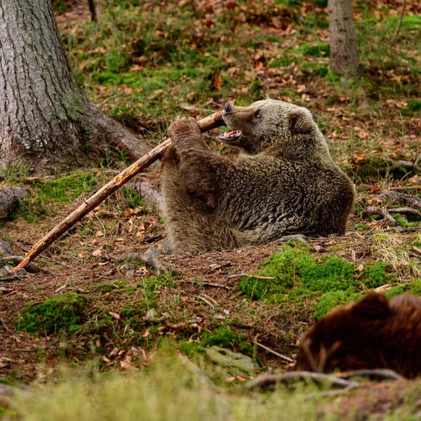 Samurai Urso Urso Brincalhão Parque Natural Centro Reabilitação Para Ursos — Fotografia de Stock