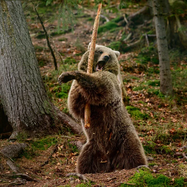 武士熊 在自然公园里玩世不恭的熊 大自然的掠食者Synevirska Polyana熊康复中心 熊战士 — 图库照片