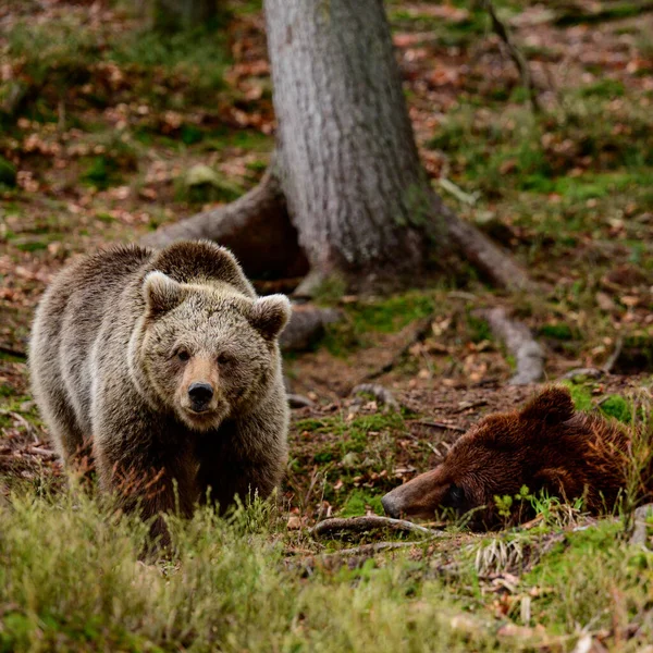 Бурые Медведи Дикой Природе Большое Млекопитающее После Спячки Хищник Диком — стоковое фото