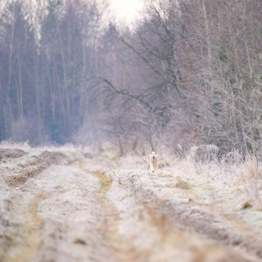 Husky koşusu, çimlerin üzerinde sabah güz dondurması, köpekle yürüyüş. yeni