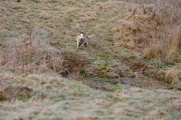 Husky Passeggiata Jogging Nella Foresta Autunnale Animale Domestico Libero Felice — Foto Stock