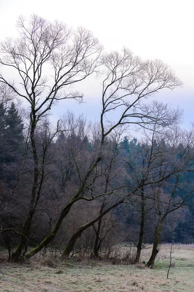 Forêt Toute Beauté Gel Matinal Début Hiver Gelées Automne Sur — Photo