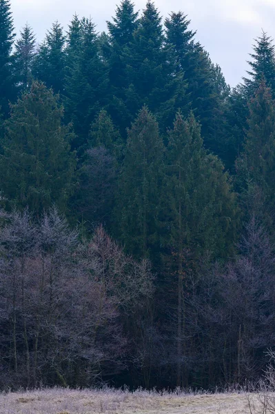 Floresta Toda Beleza Geada Manhã Início Inverno Geadas Outono Grama — Fotografia de Stock