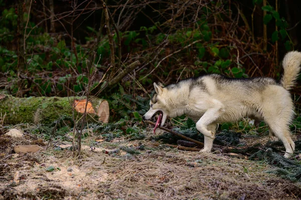 Szczęśliwy Husky Biegnący Przez Jesienny Las Biegający Pies Lesie Drapieżnik — Zdjęcie stockowe