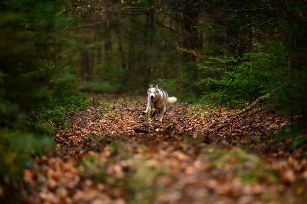 Ευτυχισμένος Husky Τρέχει Μέσα Από Φθινόπωρο Δάσος Τζόκινγκ Σκυλί Στο — Φωτογραφία Αρχείου