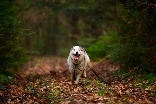 Husky Kocog Erdőben Portré Egy Husky Őszi Erdőben Boldog Kisállat — Stock Fotó