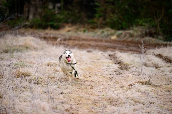 草の上のハスキージョギング 朝の秋の霜 犬との散歩 新しい — ストック写真