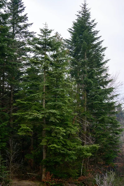 Abetos Verdes Pinheiros São Cobertos Com Geada Geadas Matinais Floresta — Fotografia de Stock