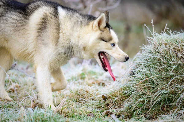 Reggeli Őszi Fagyok Füvön Husky Dog Kutya Séta Erdőben — Stock Fotó