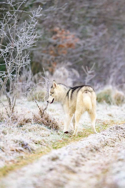 Paseo Por Bosque Mañana Hierba Cubierta Escarcha Heladas Invierno Huskies —  Fotos de Stock