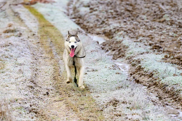 Procházka Ranním Lesem Tráva Pokrytá Mrazem Zimní Mrazy Husky Běžící — Stock fotografie