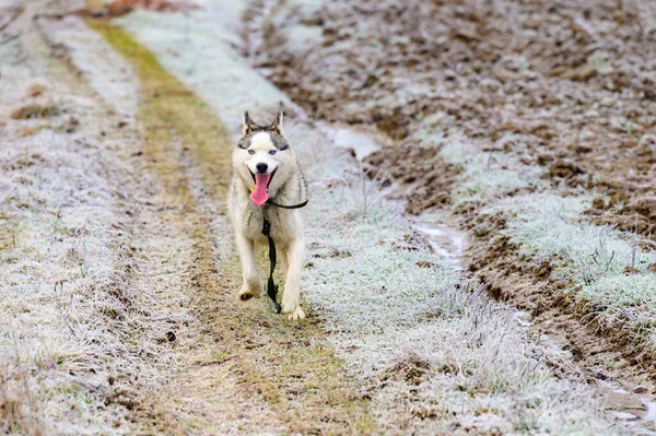 Spacer Porannym Lesie Trawa Pokryta Mrozem Zimowe Mrozy Husky Biegnące — Zdjęcie stockowe