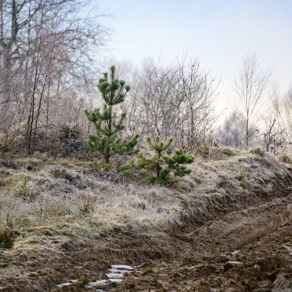 The majesty of the silent evergreen forest, spruce and pine forest during frost, a natural winter phenomenon. new